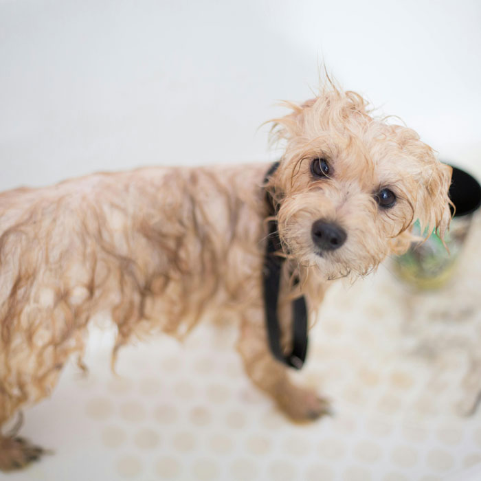 7 Reasons Why Grooming Your Dog Is Important (Besides Looking Good)