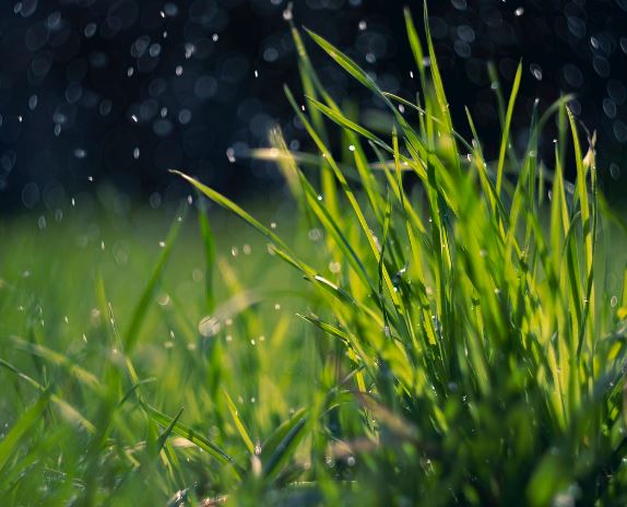 Take Your Lawn from Average to Amazing