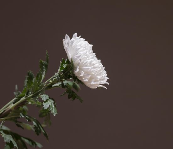 Thoughtful Ways to Honor a Family Member at Their Funeral