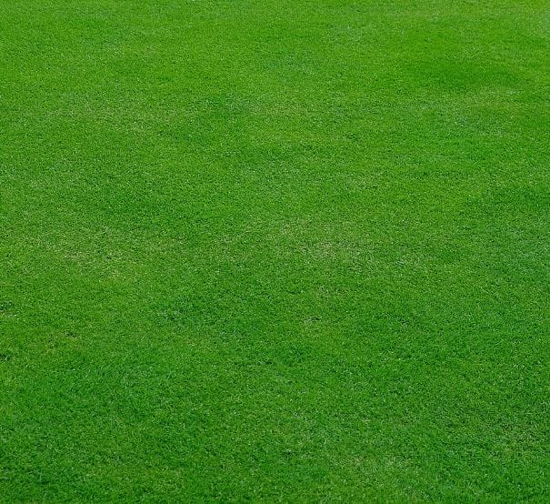 6 Smart Outdoor Care Tips That Save Time And Reduce Mess