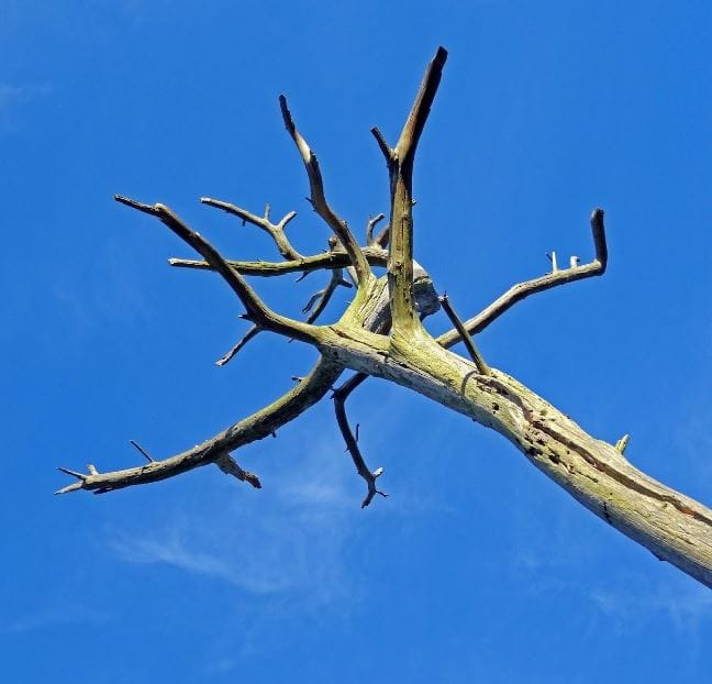 How to Tell When It’s Time to Remove a Tree: Warning Signs to Watch For