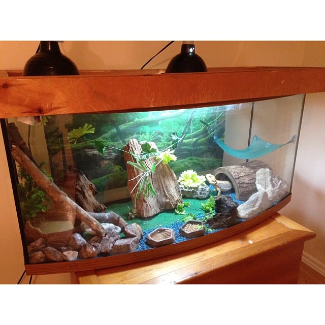 How to Clean a Bearded Dragon Tank