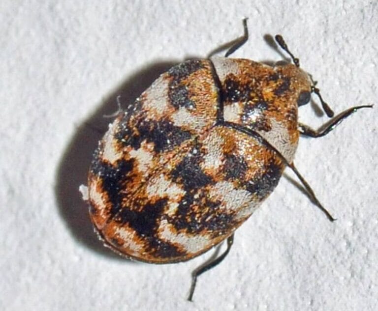 Are Carpet Beetles Common Inside Houses Verona Wisconsin? An expert advice