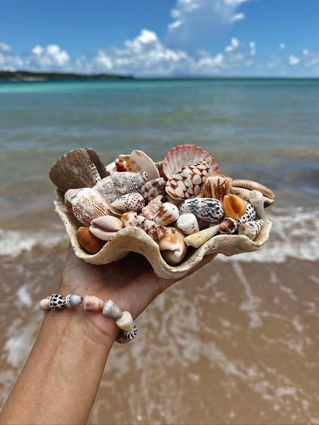 How to Clean Ocean Shells: A Step-by-Step Guide to Preserving Your Treasures