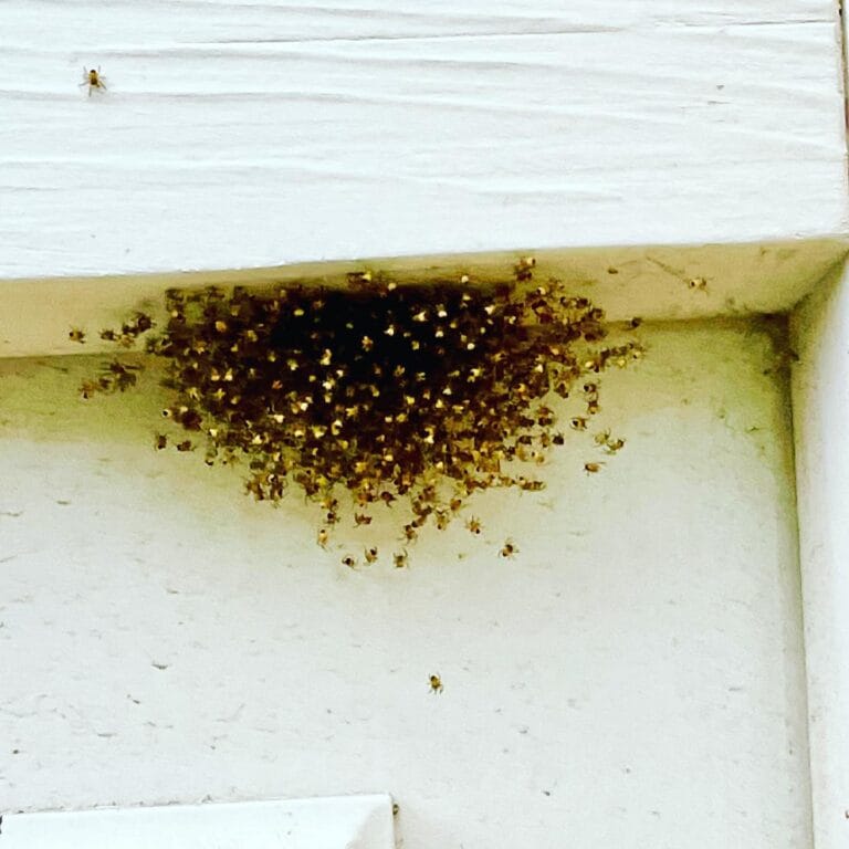 Spider Nest in Wall: Your Expert Guide to Identification and Removal
