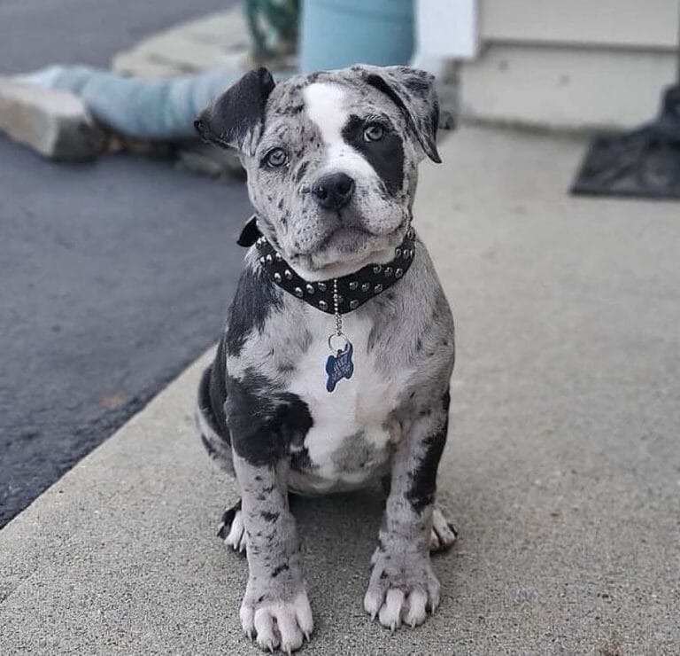 Are Clorox Wipes Toxic for Dogs? A Pet Owner’s Digital Guide to Safer Cleaning