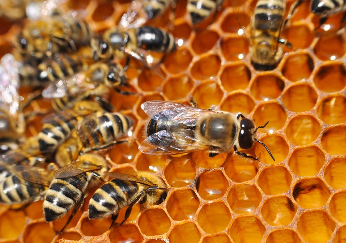 Does Borax Kill Bees? The Unsettling Truth and Safer Alternatives ...