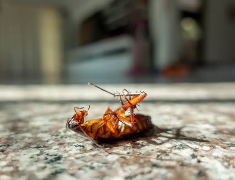 The Unseen Culprit: Which Pest Causes That Oily Odor in Your Home?