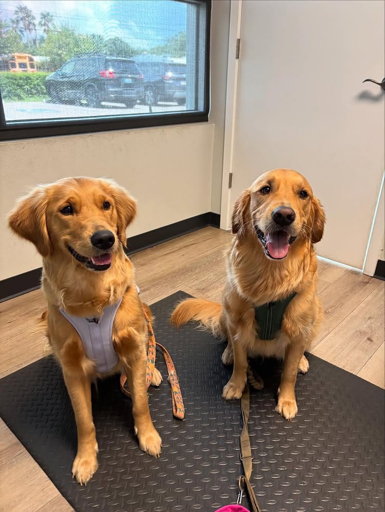 Do Clorox Wipes Kill Parvo? The Surprising Truth Every Pet Owner Needs to Know