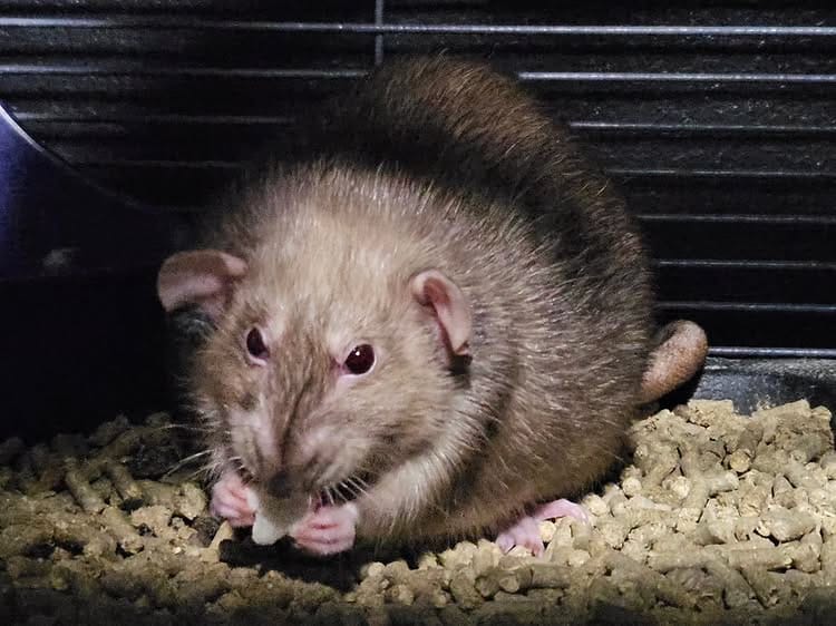 The Ultimate Guide How to Eliminating Rat Urine Odor: A Step-by-Step Solution