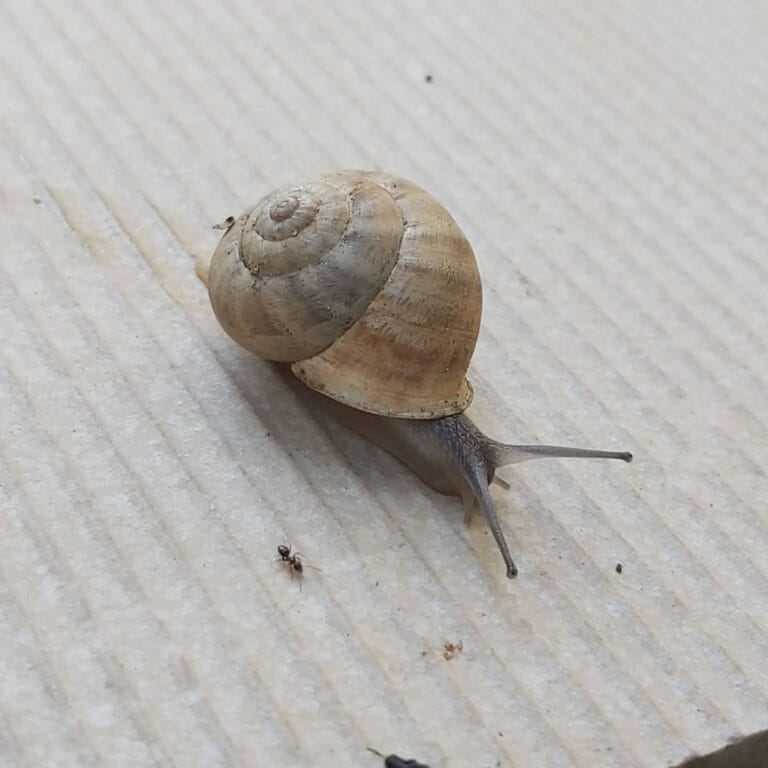 Does Sevin Dust Kill Snails? A Gardener’s Guide to Efficacy and Risks