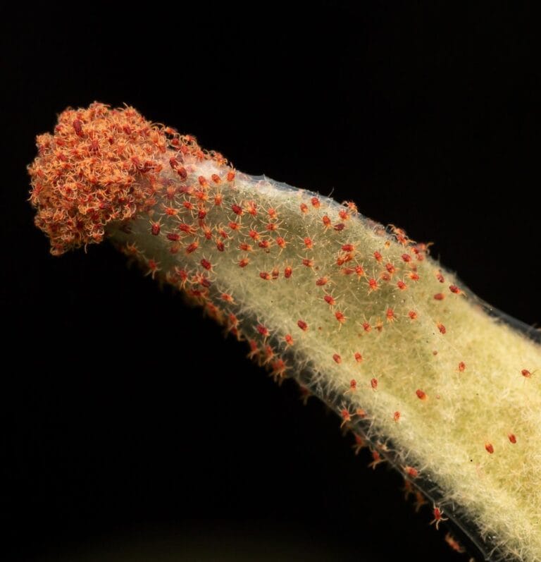 Does Sevin Dust Kill Spider Mites? The Surprising Truth