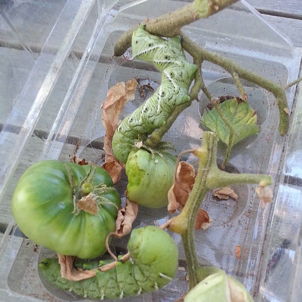 Does Sevin Dust Kill Tomato Worms? A Gardener’s Definitive Guide