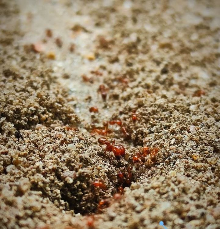 Does Ammonia Kill Ants? The Surprising Truth and Safer Alternatives