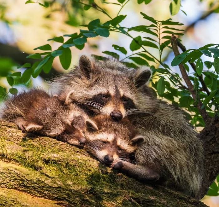Does Ammonia Get Rid of Raccoons? The Stinky Truth Revealed