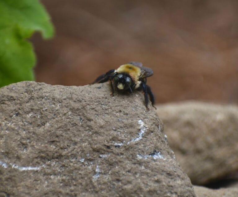 Does Sevin Dust Kill Carpenter Bees? A Complete Guide to Using Carbaryl