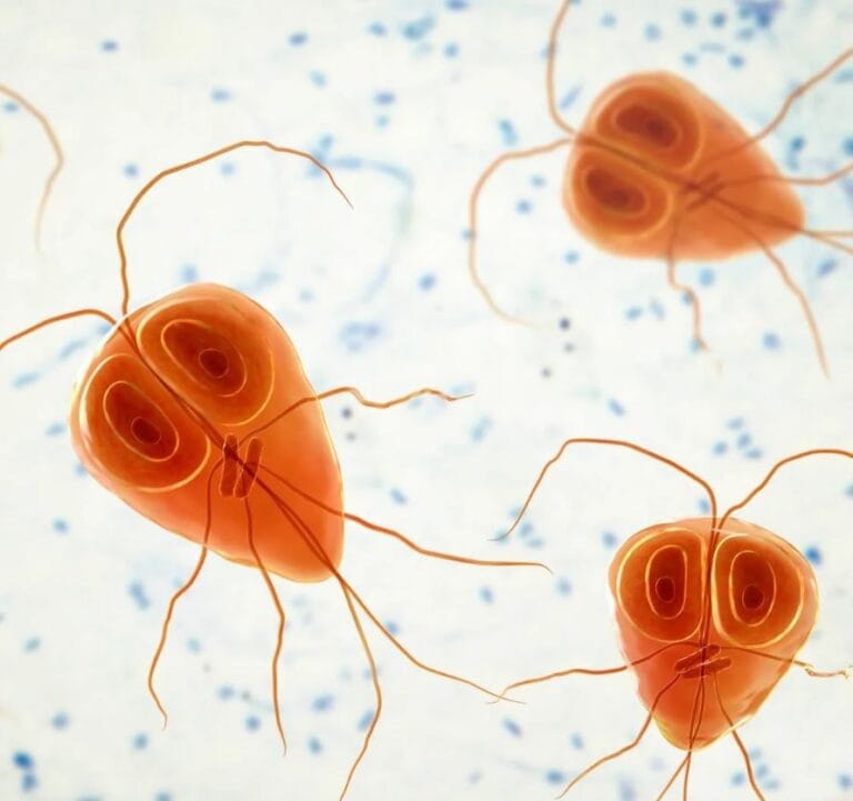 Do Clorox Wipes Kill Giardia? The Definitive Guide to Disinfection