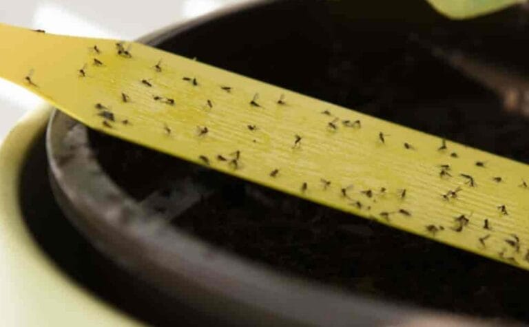 The Ultimate Guide to Eliminating Gnats with Vinegar and Dish Soap