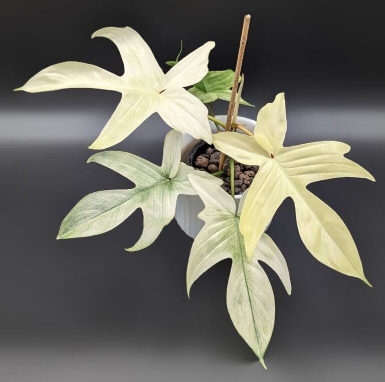 How to Grow and Care for Your Philodendron Florida Ghost