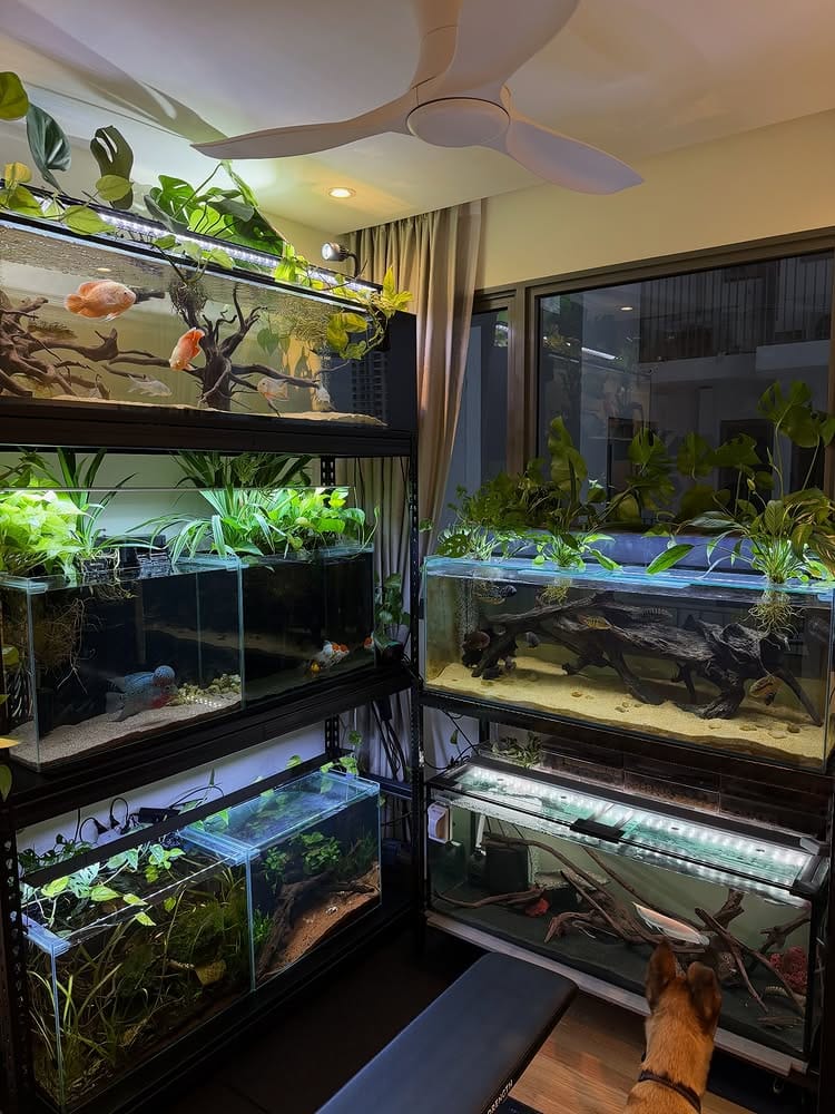 How to Keep Ammonia Levels Down in Your Fish Tank