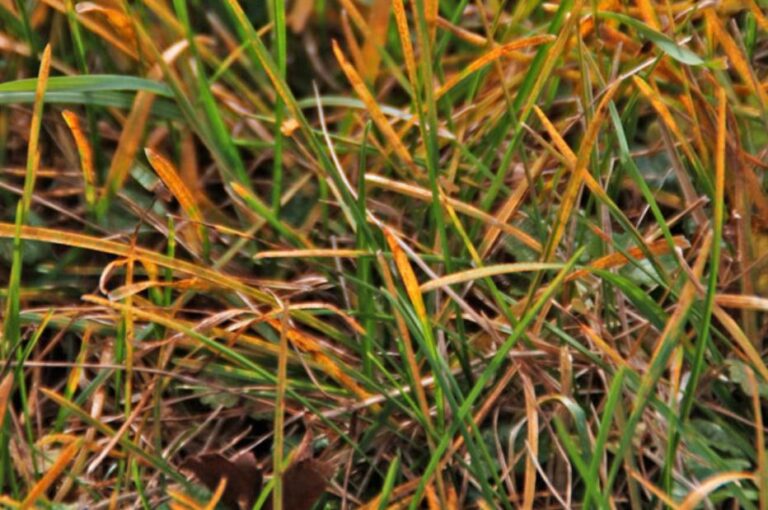What Is The Orange Dust On My Grass? A Lawn Care Guide