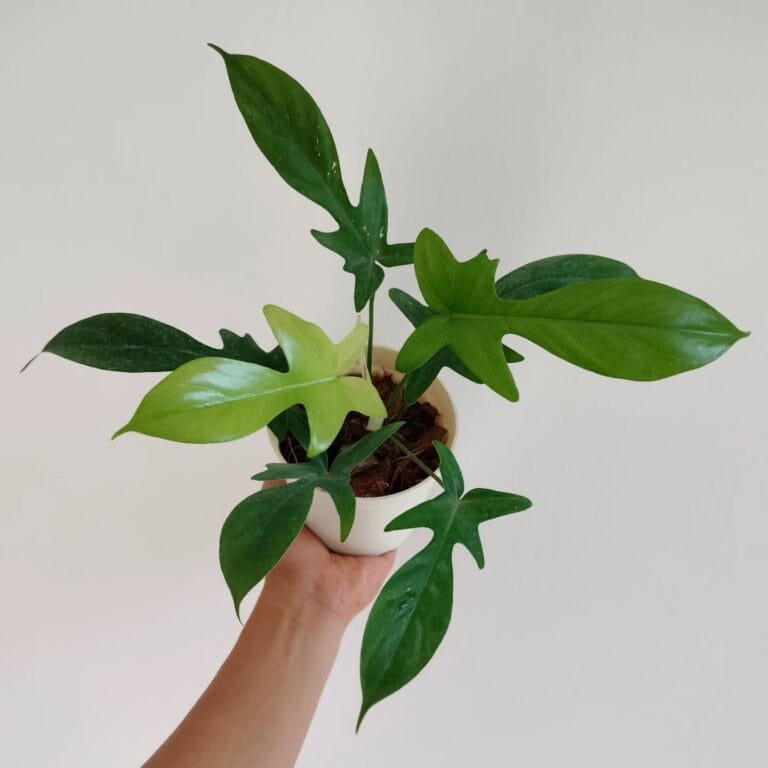 How to Grow and Care for Your Philodendron Florida Ghost: A Complete Guide