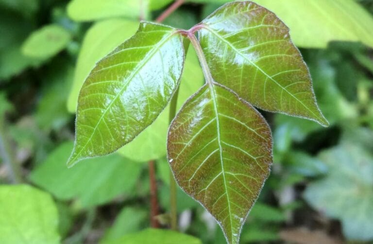 White Vinegar for Poison Ivy: A Natural Remedy or a Risky Gamble?
