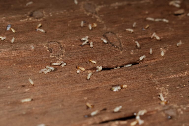 Why Termite Control in Waco, TX Should Start Before Damage Appears