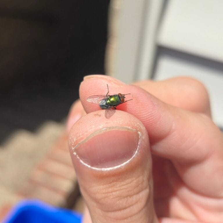 Will Ammonia Kill Flies? The Surprising Truth and Better Solutions