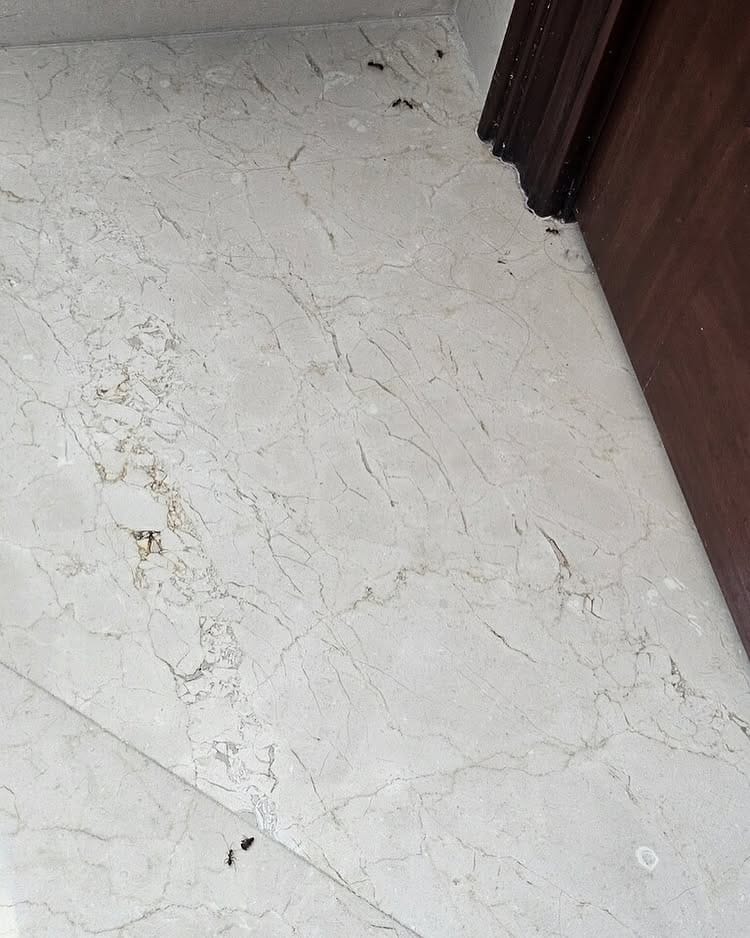 Will Bleach Kill Carpenter Ants? The Unvarnished Truth