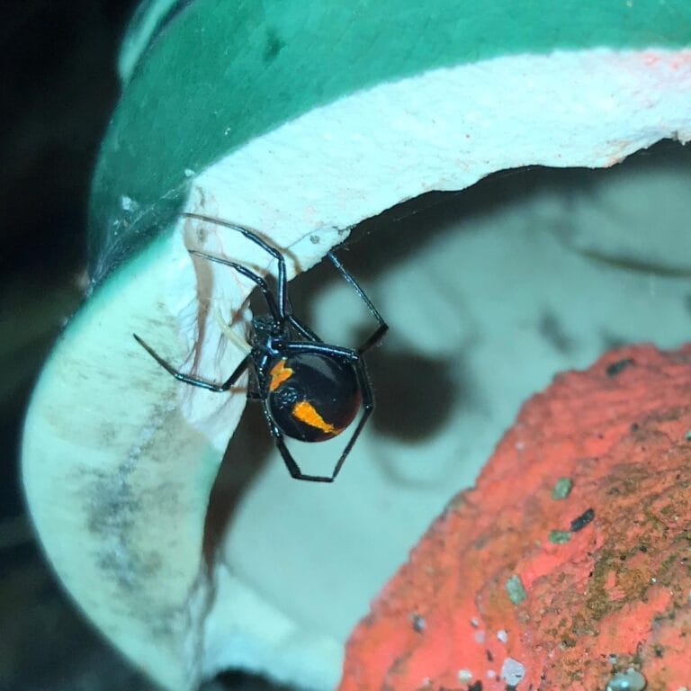 Will Bleach Kill a Black Widow? The Unvarnished Truth