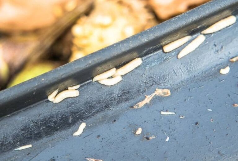 Will Clorox Kill Maggots? A Techie’s Guide to Eradicating Pests