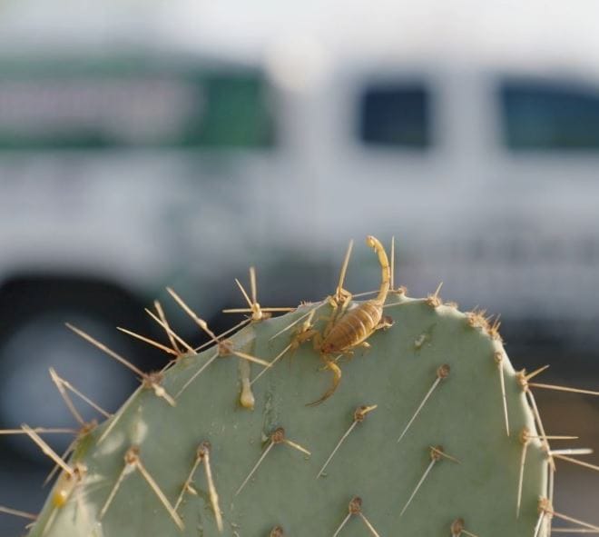 Will Bleach Kill a Scorpion? The Unvarnished Truth