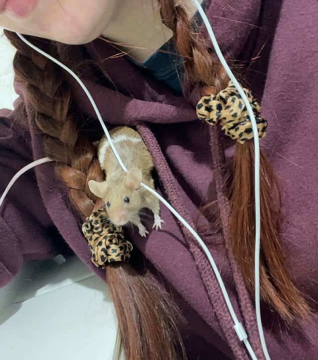 Will Mice Climb on You in Your Sleep? The Unsettling Truth