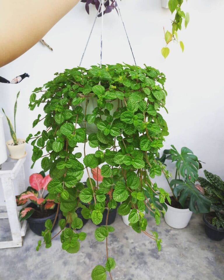 Taming the Invader: The Truth About Using Borax on Creeping Charlie