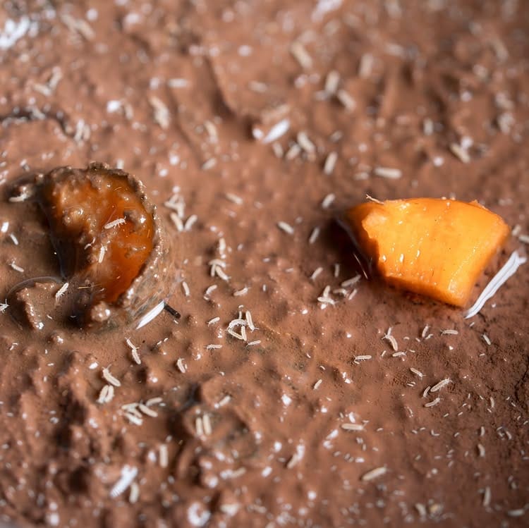 Does Bleach Kill Springtails? A Closer Look