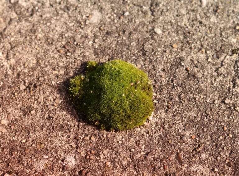 Does a Flat Iron Kill Moss? The Surprising Truth and Safer Alternatives