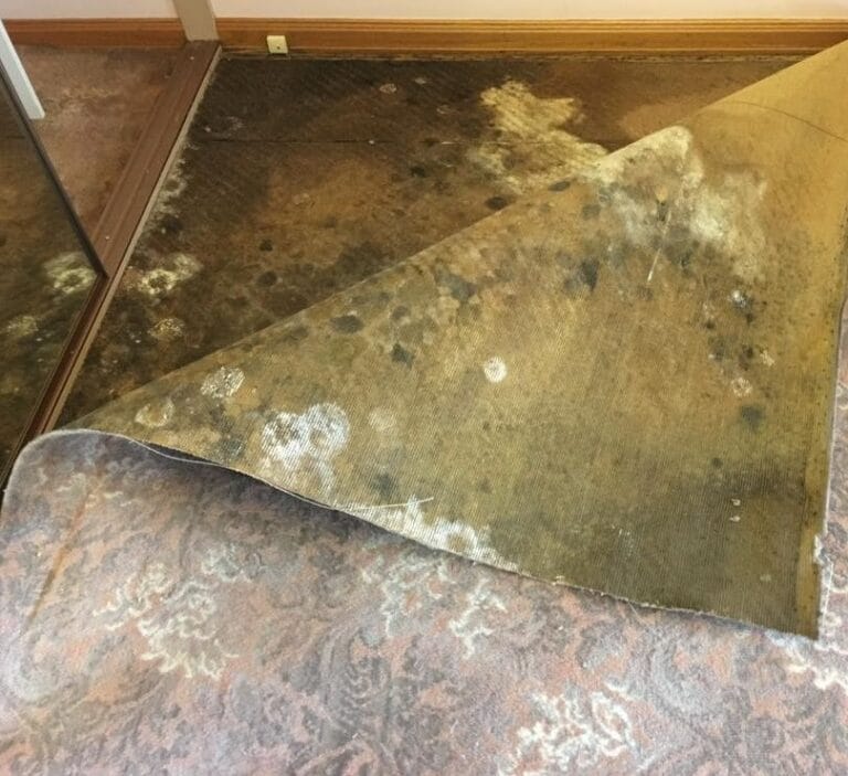 The Ultimate Guide to Removing Mold from Boat Carpet (And Keeping It Gone!)