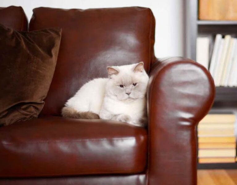 How to Remove Cat Urine from Leather: A Step-by-Step Rescue Guide
