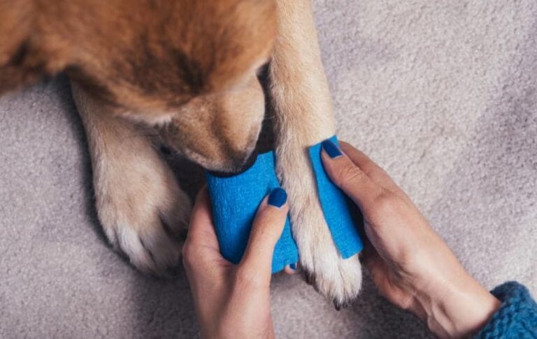 How to Cleaning a Dog Wound on Paw