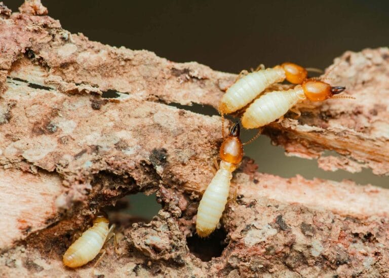 Types of Termites in Georgia: A Professional Identification Guide