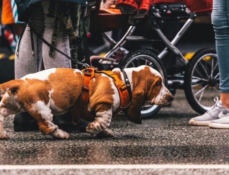 Managing Daily Life With a Dog That Has Mobility Challenges