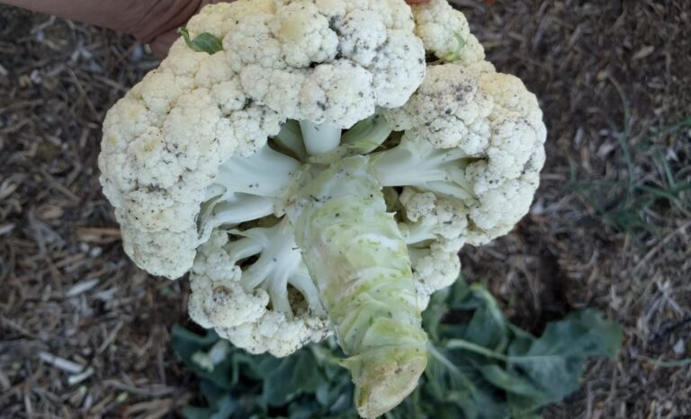 Aphids on Broccoli Plants: Identification, Management, and Control