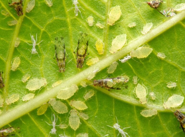 The Definitive Guide to Crepe Myrtle Aphid Treatment: Identification, Control, and Prevention