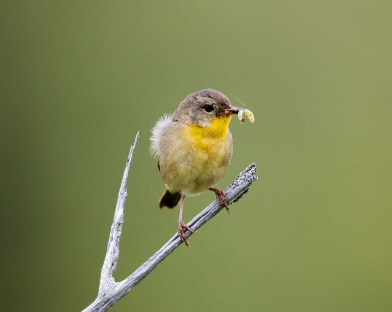 Do Birds Eat Aphids? The Definitive Guide to Avian Pest Control