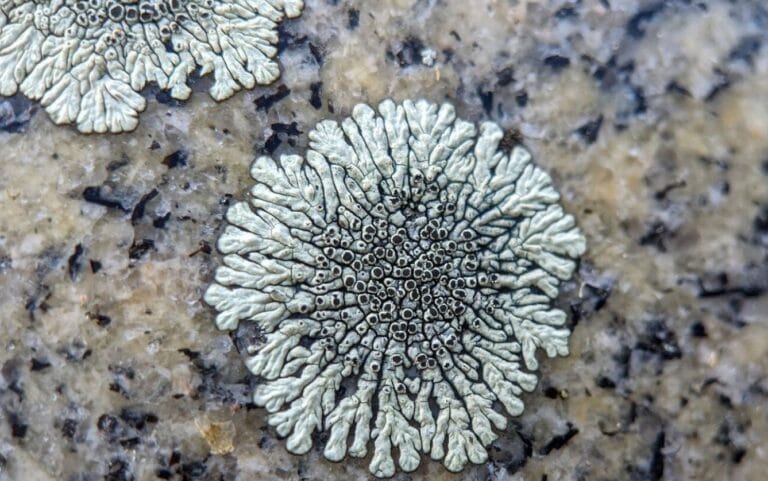 How to Clean Lichen from Gravestones: A Preservationist’s Step-by-Step Guide