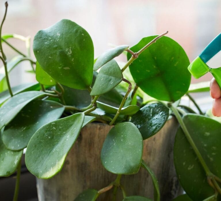 How to Get Rid of Aphids on Indoor Plants: A Comprehensive Guide