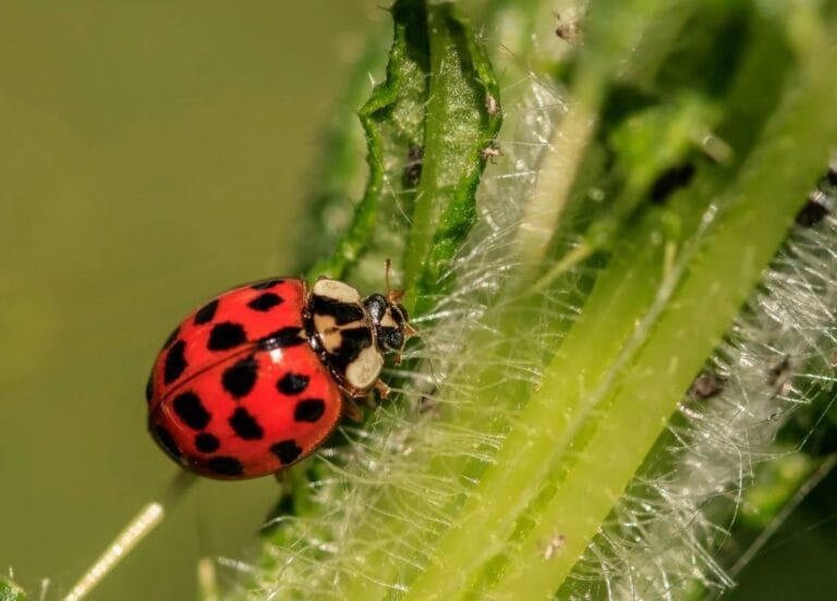 The Definitive Guide to Using Ladybugs for Aphid Control Indoors