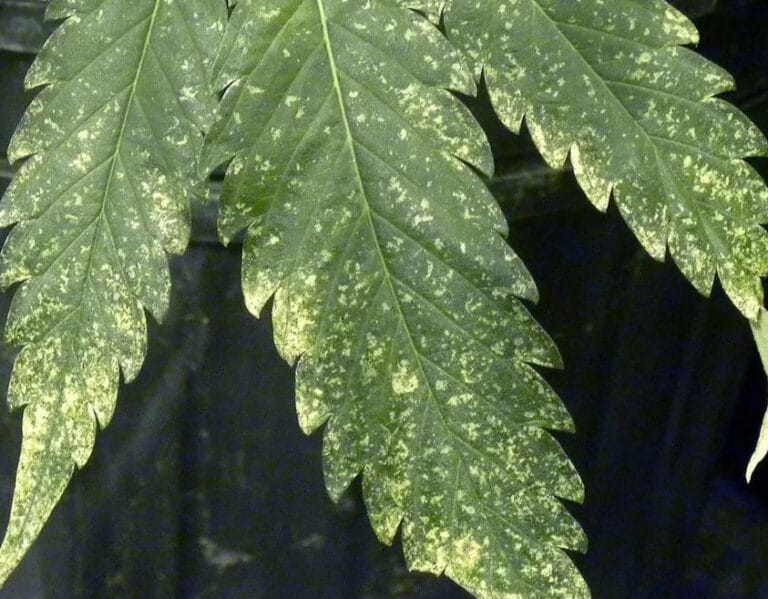 Aphids on Cannabis Plants: A Comprehensive Guide to Identification, Prevention, and Control