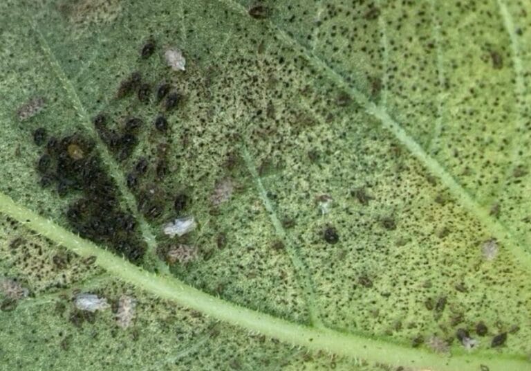 The Comprehensive Guide to Aphids on Sunflowers: Identification, Management, and Control